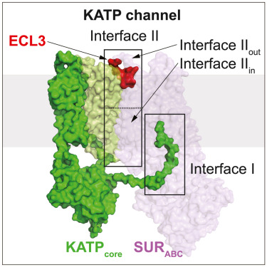 KATP structure.jpg